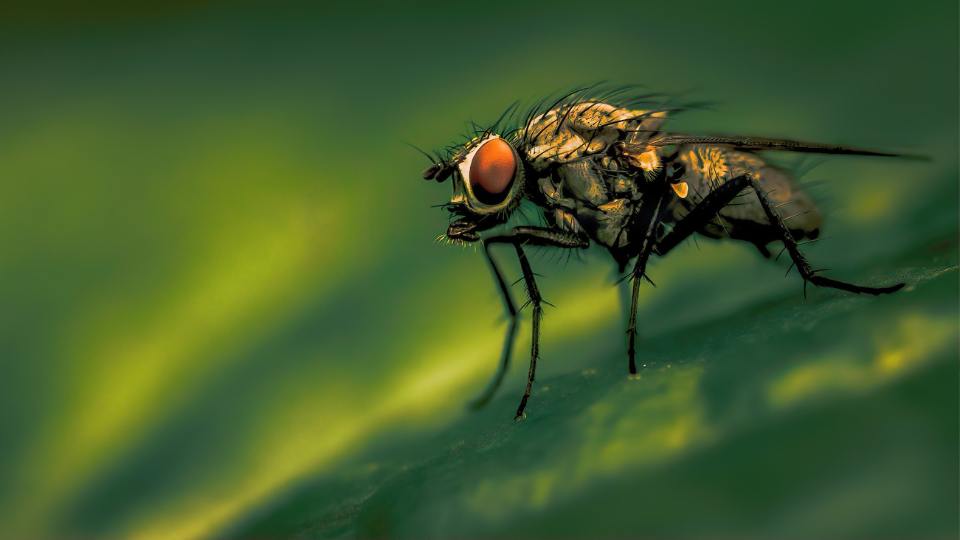 fly on leef
