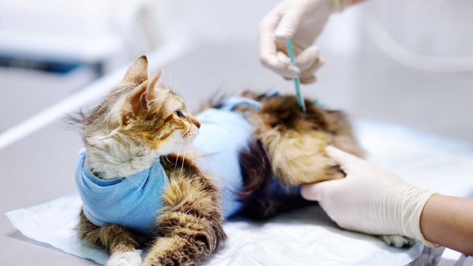 sharps needle syringe and cat in veterinary clinic