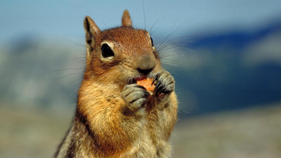 squirel