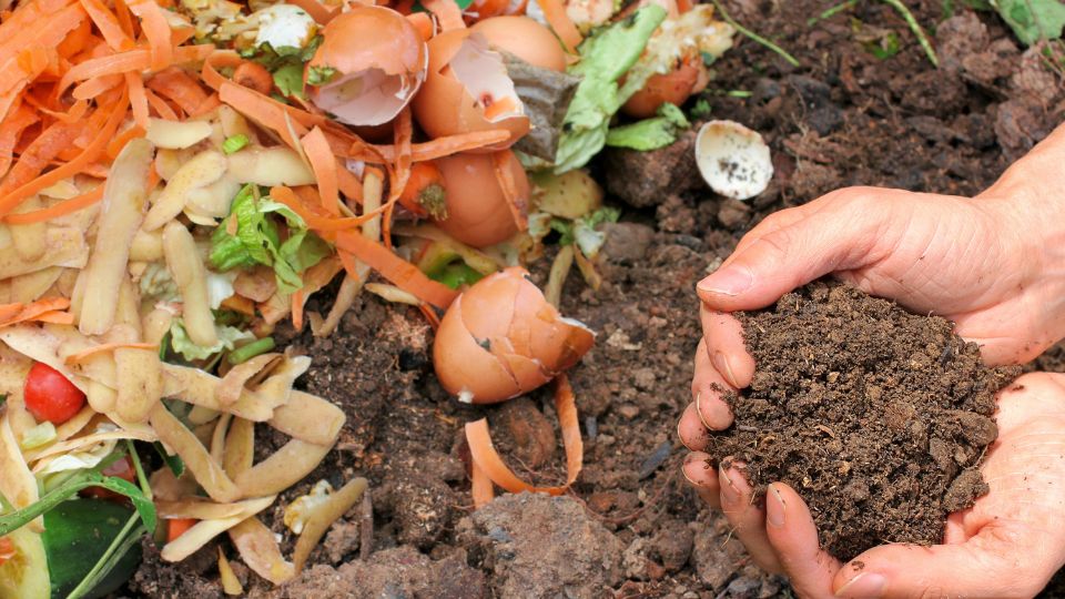 Food waste such as egg shells and vegetables being composted.