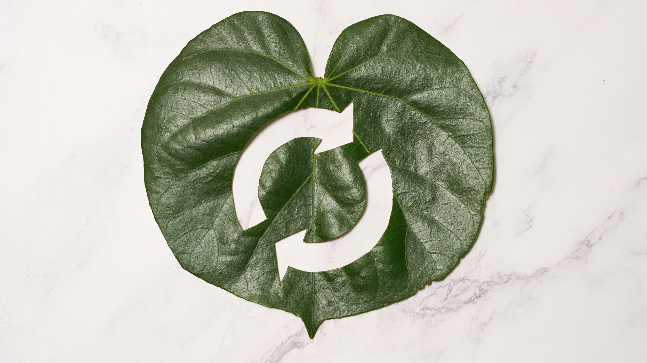 sustainability recycle circular leaf