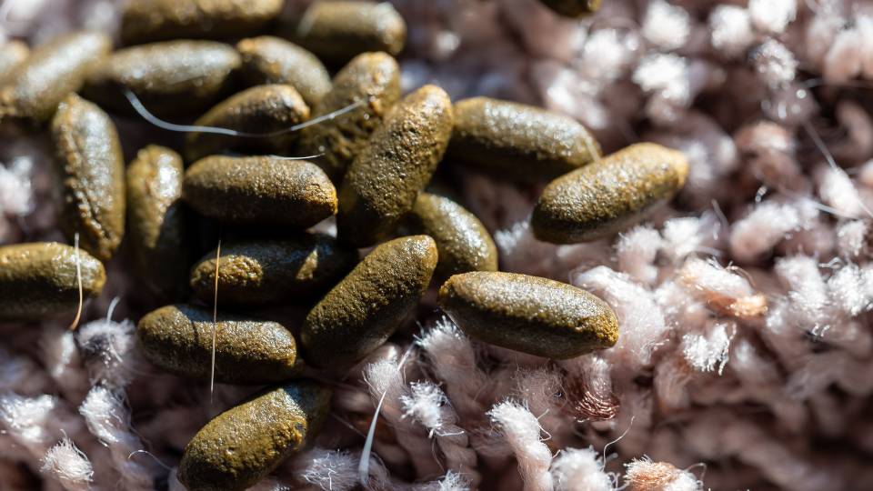 Mouse droppings on a carpet in a UK business 