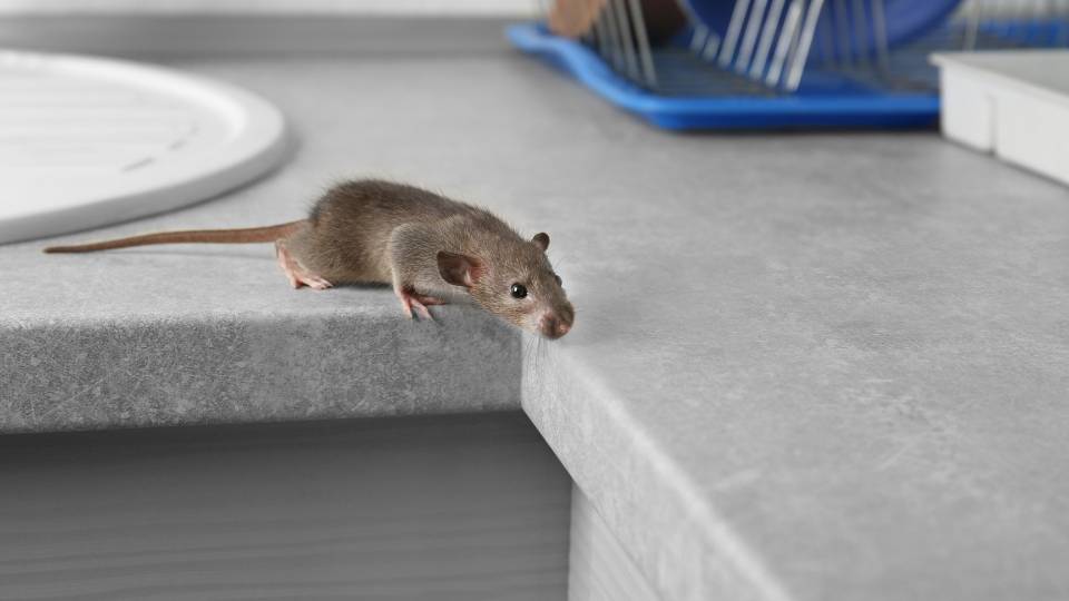 Mouse on a UK restaurant kitchen countertop 
